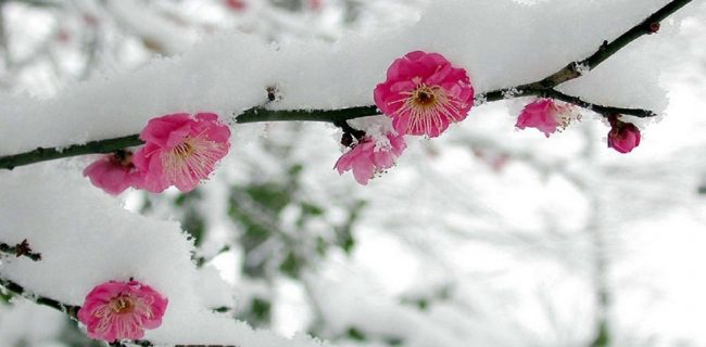 برف و سرما محصولات باغی یزد را از بین برد برف و سرما محصولات باغی یزد را از بین برد