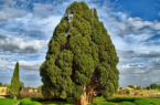 سرو ۴۵۰۰ساله ابرکوه به تجهیزات مقابله با حریق مجهز شد